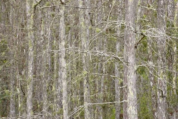Swamp Cypress Trees in Winter, Corkscrew Swamp Sanctuary, Florida, USA LA000006