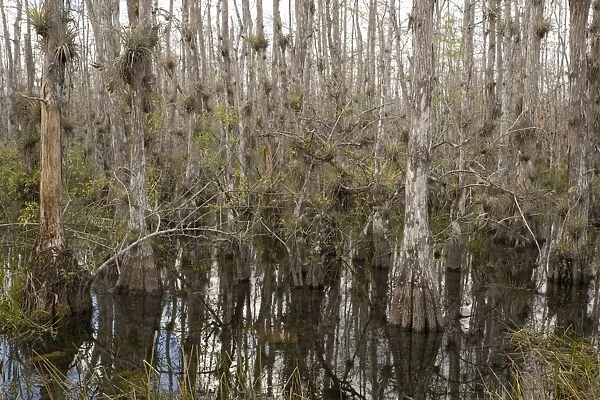 Swamp Cypress woodland in Big Cypress National Preserve, Everglades, Florida, USA. With abundant epiphytes, especially bromeliads