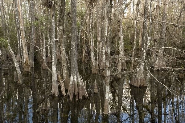 Swamp cypress woodland in Big Cypress National Preserve, Everglades, Florida. USA