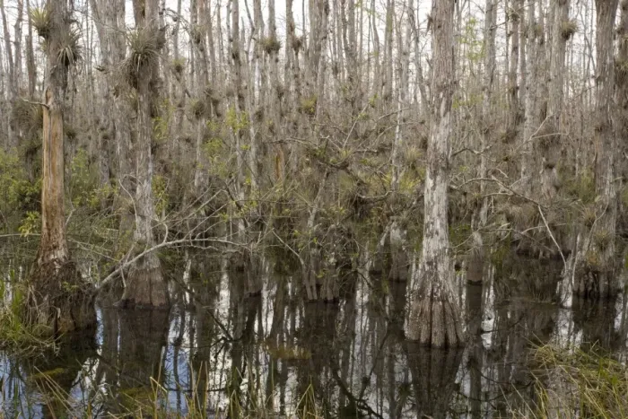 Framed Print : Swamp Cypress woodland in Big Cypress National Preserve, Everglades, Florida, USA. With abundant epiphytes, especially bromeliads Framed Print : Swamp Cypress woodland in Big Cypress National Preserve, Everglades, Florida, USA. With abundant epiphytes, especially bromeliads