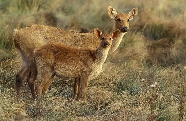 Swamp Deer  /  Barasinga Female & young. National Zoological Gardens, Pretoria, South Africa