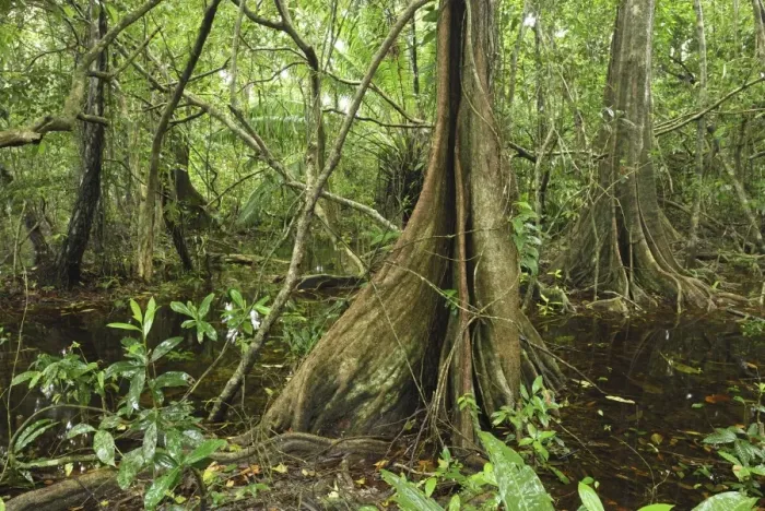 Framed Print : Swamp rainforest with buttressed tree Cahuita N. P. Costa Rica Framed Print : Swamp rainforest with buttressed tree Cahuita N. P. Costa Rica