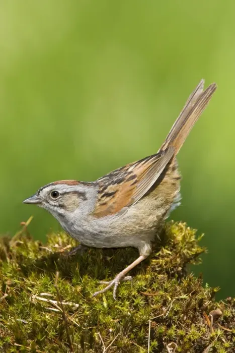 Framed Print : Swamp Sparrow - Maine USA - May Framed Print : Swamp Sparrow - Maine USA - May
