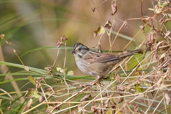 Swamp Sparrow, October, Connecticut, USA