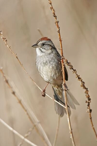 Swamp Sparrow - Spring Connecticut, USA