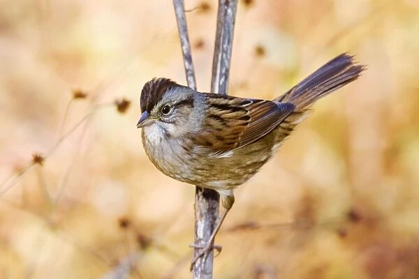Swamp Sparrow - spring Connecticut, USA