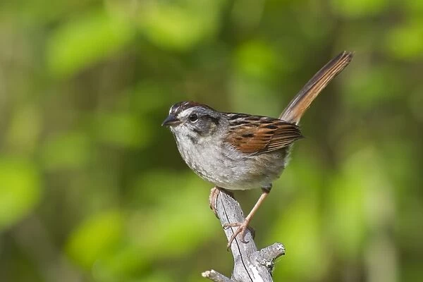 Swamp Sparrow - Spring - Connecticut - USA