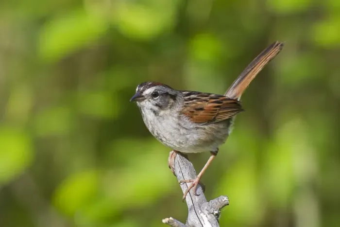 Framed Print : Swamp Sparrow - Spring - Connecticut - USA Framed Print : Swamp Sparrow - Spring - Connecticut - USA
