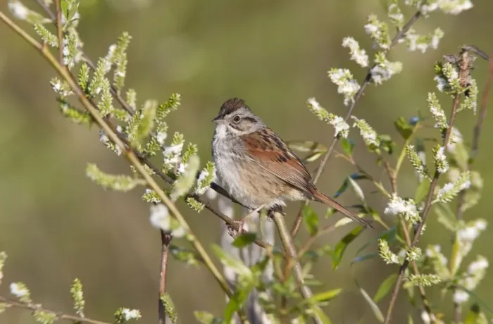 Framed Print : Swamp Sparrow - spring - CT - USA Framed Print : Swamp Sparrow - spring - CT - USA