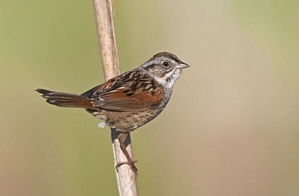 Swamp Sparrow - spring - CT - USA