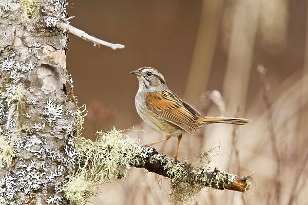 Swamp Sparrow - On territory in Maine USA - May
