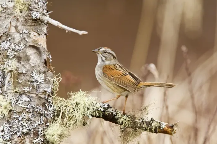 Framed Print : Swamp Sparrow - On territory in Maine USA - May Framed Print : Swamp Sparrow - On territory in Maine USA - May