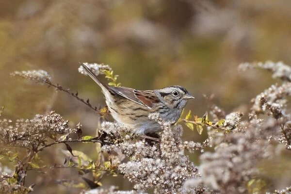 Swamp Sparrow - in winter plumage - Connecticut in fall - USA