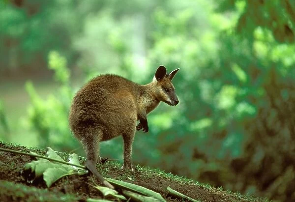 Swamp Wallaby - Australia, eastern coastal Australia JPF05449