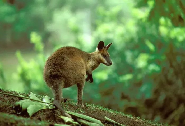 Framed Print : Swamp Wallaby - Australia, eastern coastal Australia JPF05449 Framed Print : Swamp Wallaby - Australia, eastern coastal Australia JPF05449