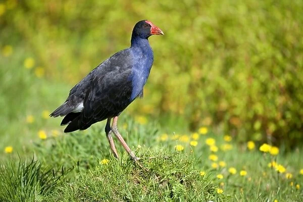 Swamphen standing on a mound amidst a flowering meadow looking out Golden Bay, Nelson District, South Island, New Zealand