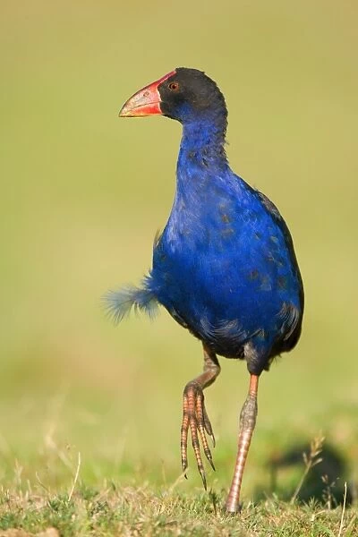 Swamphen strolling over a meadow Golden Bay, Nelson District, South Island, New Zealand