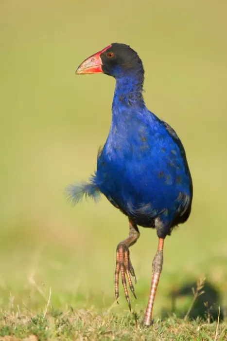 Framed Print : Swamphen strolling over a meadow Golden Bay, Nelson District, South Island, New Zealand Framed Print : Swamphen strolling over a meadow Golden Bay, Nelson District, South Island, New Zealand