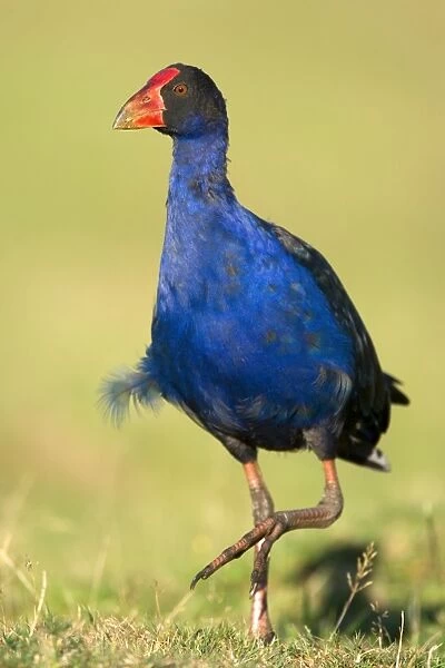 Swamphen strolling over a meadow Golden Bay, Nelson District, South Island, New Zealand