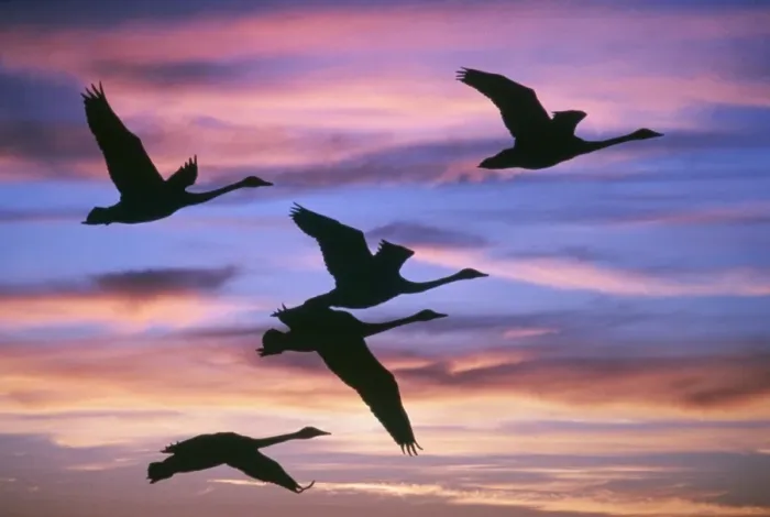Framed Print : Swan - flying at sunset Framed Print : Swan - flying at sunset