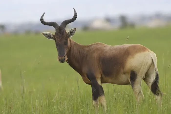Framed Print : Swayne's Hartebeest Species specific to Somali and Ethiopia Awassa Ethiopia