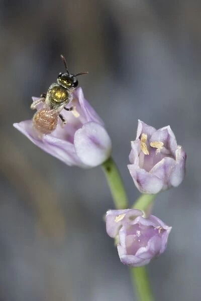 Sweat Bee - Red Corral Ranch - Texas