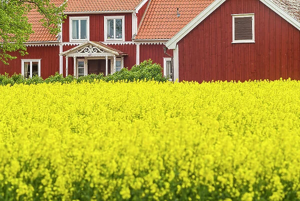 Sweden, Lake Vattern Area, Renstad, farm, springtime Date: 17-05-2019