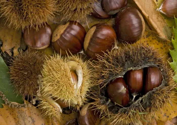 Framed Print : Sweet chestnut in autumn: Fallen chestnuts / Conkers Framed Print : Sweet chestnut in autumn: Fallen chestnuts / Conkers