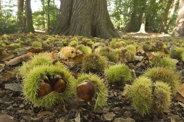 Sweet chestnut Tree in autumn with fallen nuts