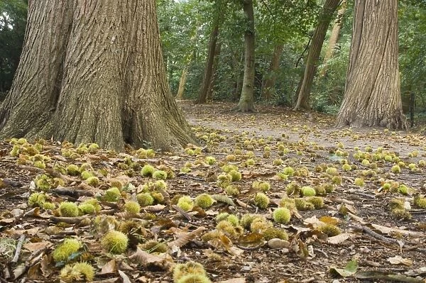 Sweet chestnut Tree in autumn with fallen nuts