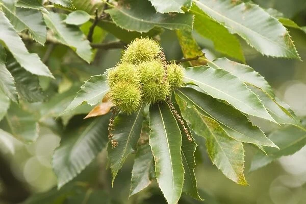 Sweet chestnut Tree in autumn with nuts