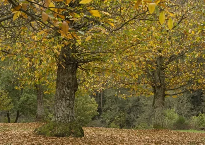 Framed Print : Sweet chestnut Tree - in autumn: old trees cultivated for their crop Framed Print : Sweet chestnut Tree - in autumn: old trees cultivated for their crop