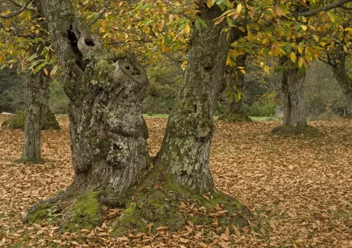 Framed Print : Sweet chestnut Tree - in autumn: old trees cultivated for their crop Framed Print : Sweet chestnut Tree - in autumn: old trees cultivated for their crop
