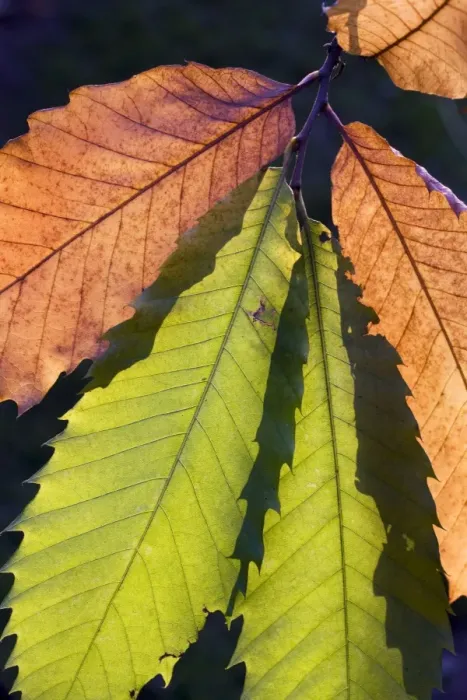 Framed Print : Sweet Chestnut Tree - leaves Framed Print : Sweet Chestnut Tree - leaves