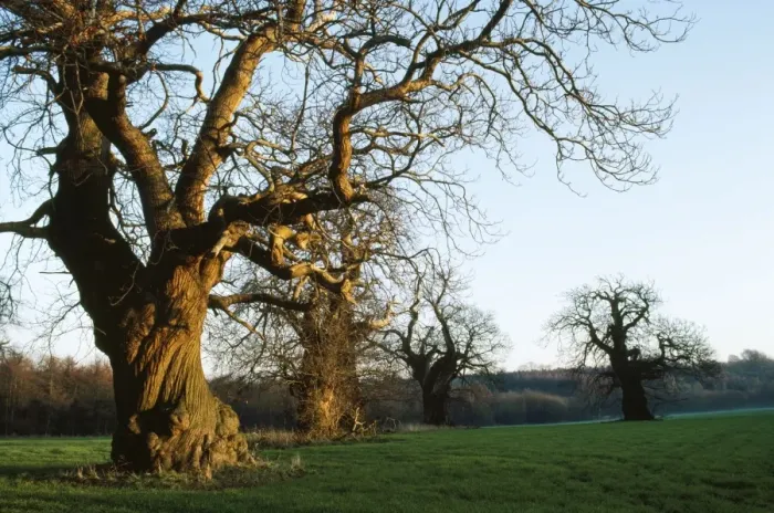 Framed Print : Sweet Chestnut Tree - remnants of ancient avenue. East Sussex, UK Framed Print : Sweet Chestnut Tree - remnants of ancient avenue. East Sussex, UK