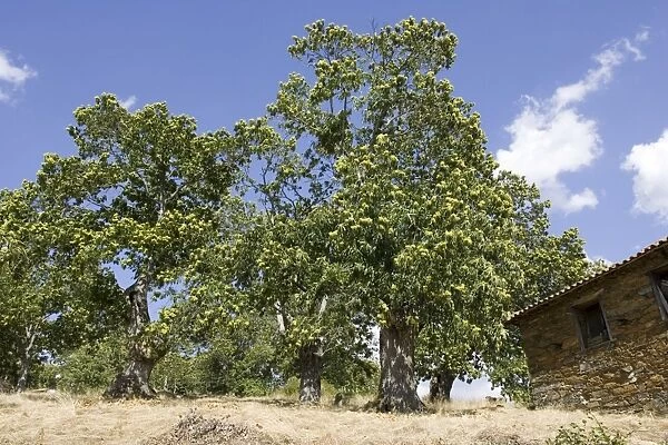 Sweet chestnut trees - laden with fruit Montesinho National Park, Tras-on-Montes Portugal