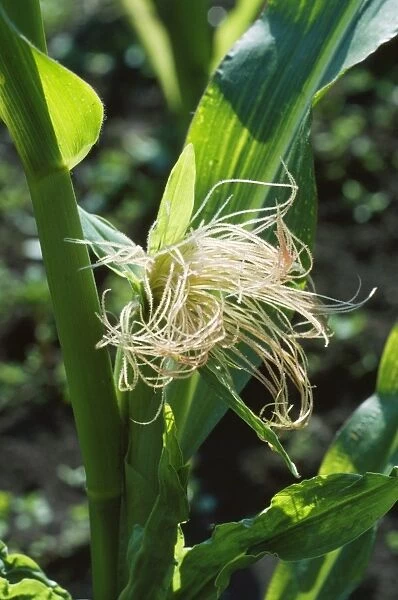 Sweet Corn  /  Maize - female flowers & tassels
