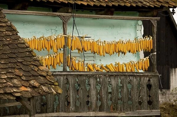 Sweet corn (maize) hanging up to dry on balcony of old house, Ocland, autumn, Romania