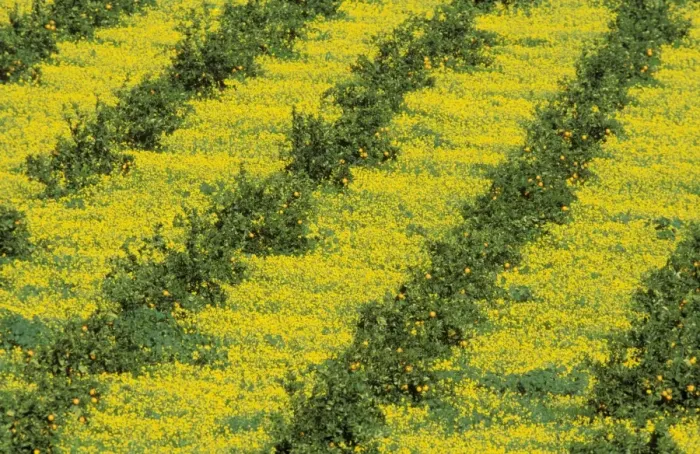 Framed Print : Sweet Orange - Cultivation in the fertile Guadalhorce river valley; together with yellow-flowered annuals; in February. Province of Malaga, Andalucia, Spain