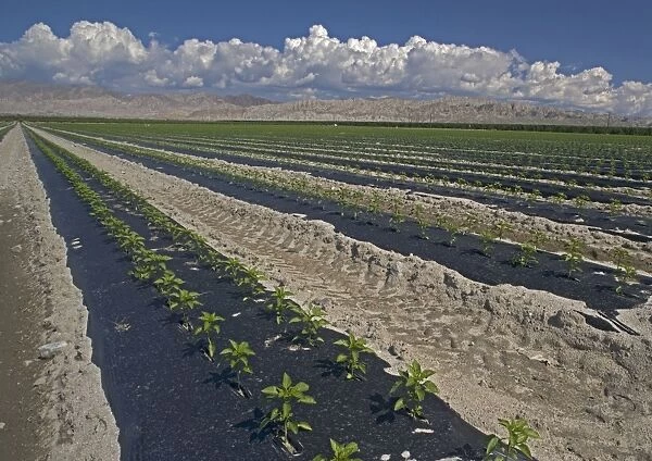 Sweet Peppers - Extensive irrigated cultivation in southern Central Valley near Mecca, California