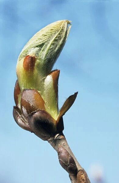 Sweet  /  Spanish Chestnut - close-up of young bud
