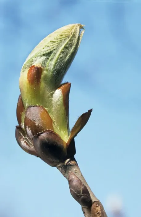 Framed Print : Sweet / Spanish Chestnut - close-up of young bud Framed Print : Sweet / Spanish Chestnut - close-up of young bud