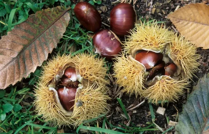 Framed Print : Sweet / Spanish Chestnut - fruit and husks Framed Print : Sweet / Spanish Chestnut - fruit and husks
