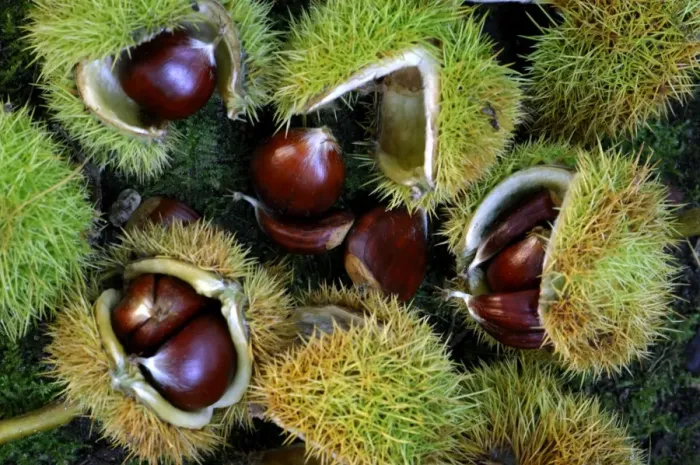 Framed Print : Sweet / Spanish Chestnut - fruit and husks October, UK Framed Print : Sweet / Spanish Chestnut - fruit and husks October, UK