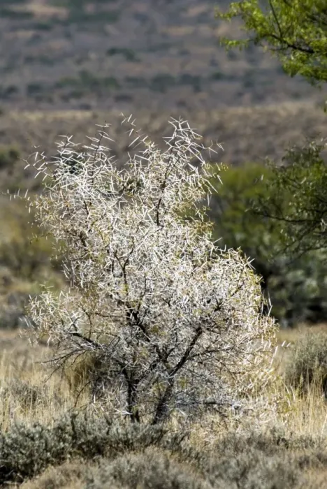 Framed Print : Sweet thorn bush showing the formidable array of thorns. Karoo National Park, Western Cape, South Africa Framed Print : Sweet thorn bush showing the formidable array of thorns. Karoo National Park, Western Cape, South Africa
