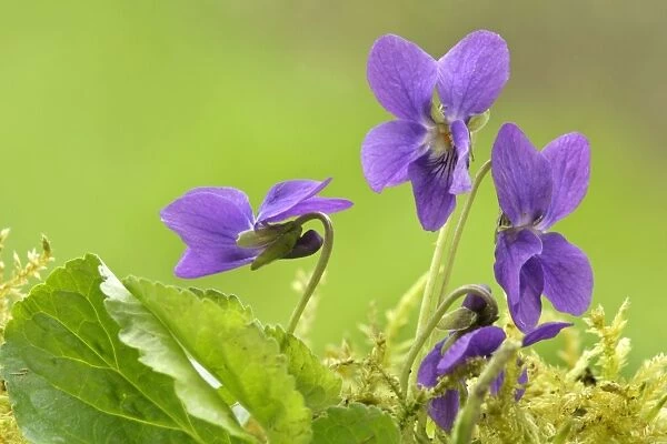 Sweet Violet several blossoms in spring Baden-Wuerttemberg, Germany