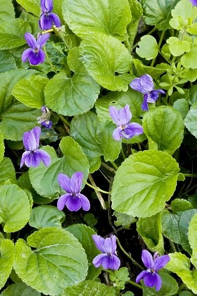 Sweet Violets - in spring on woodland bank, Dorset UK