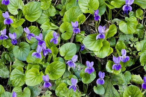 Sweet Violets Viola odorata in spring on woodland bank, Dorset UK
