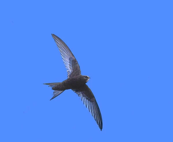 Swift In Flight Farmoor Resevoir, Oxon - UK