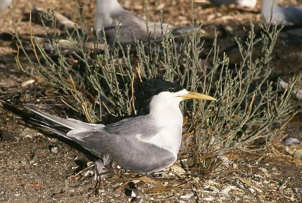 Swift  /  Greater Crested Tern